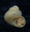 Lissotesta&nbsp;turrita